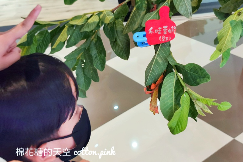 台中少見變色龍、守宮市集～室內展出近距離體驗快來逛！艸我的方向走來～只到週日