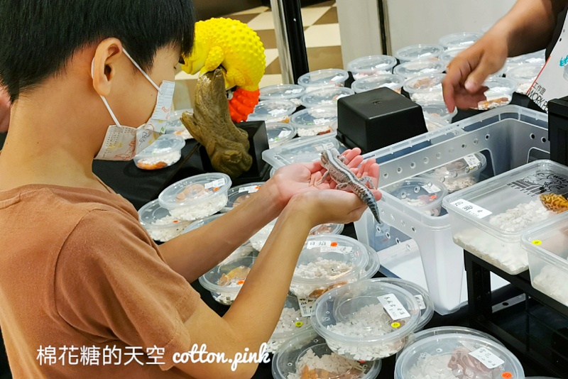 台中少見變色龍、守宮市集～室內展出近距離體驗快來逛！艸我的方向走來～只到週日