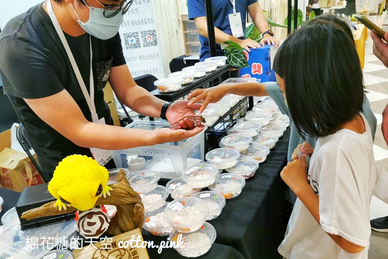 台中少見變色龍、守宮市集～室內展出近距離體驗快來逛！艸我的方向走來～只到週日