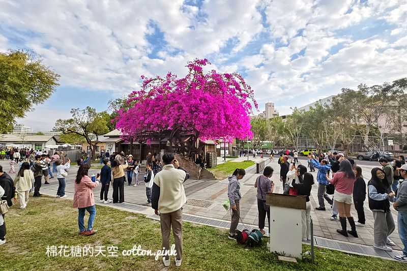 超美九重葛盛開!國漫館日式老宅加上粉紅花兒超級好拍! 超美九重葛盛開!國漫館日式老宅加上粉紅花兒超級好拍!