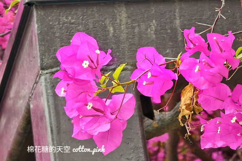 超美九重葛盛開!國漫館日式老宅加上粉紅花兒超級好拍! 超美九重葛盛開!國漫館日式老宅加上粉紅花兒超級好拍!