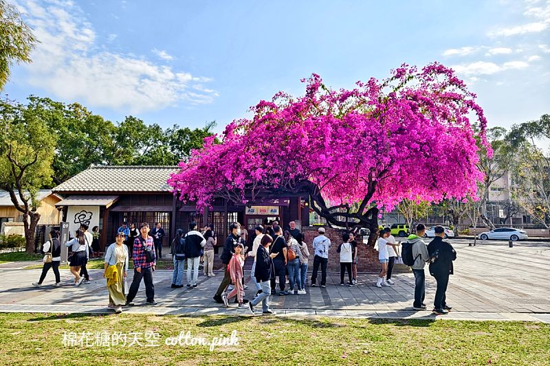 超美九重葛盛開!國漫館日式老宅加上粉紅花兒超級好拍! 超美九重葛盛開!國漫館日式老宅加上粉紅花兒超級好拍!