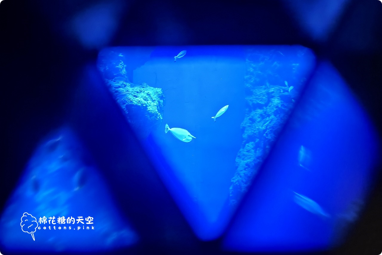 台中海洋館終於開幕啦！內部設備實拍超美水母區、黑潮之海搶先看