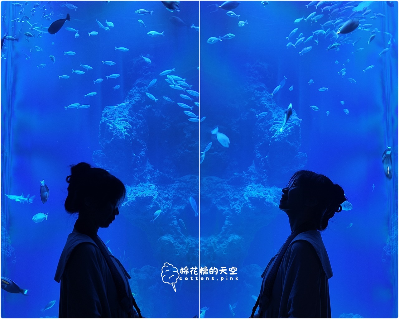 台中海洋館終於開幕啦！內部設備實拍超美水母區、黑潮之海搶先看