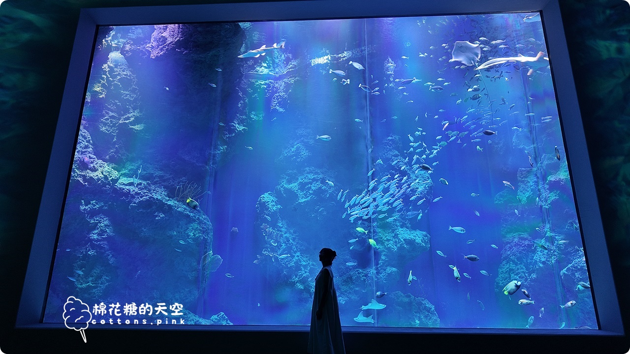 台中海洋館終於開幕啦！內部設備實拍超美水母區、黑潮之海搶先看
