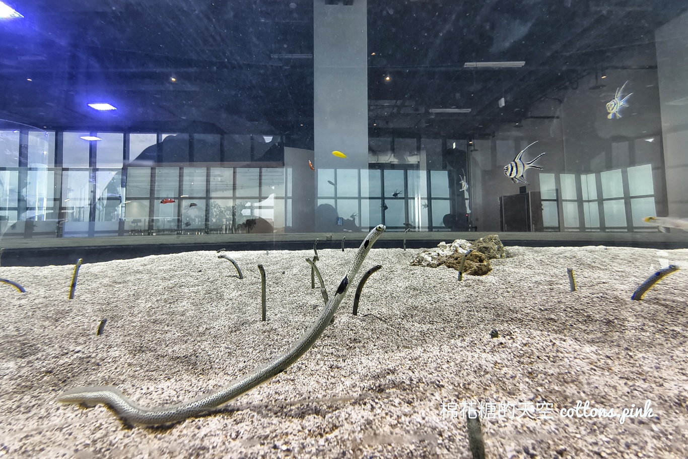 台中海洋館終於開幕啦！內部設備實拍超美水母區、黑潮之海搶先看
