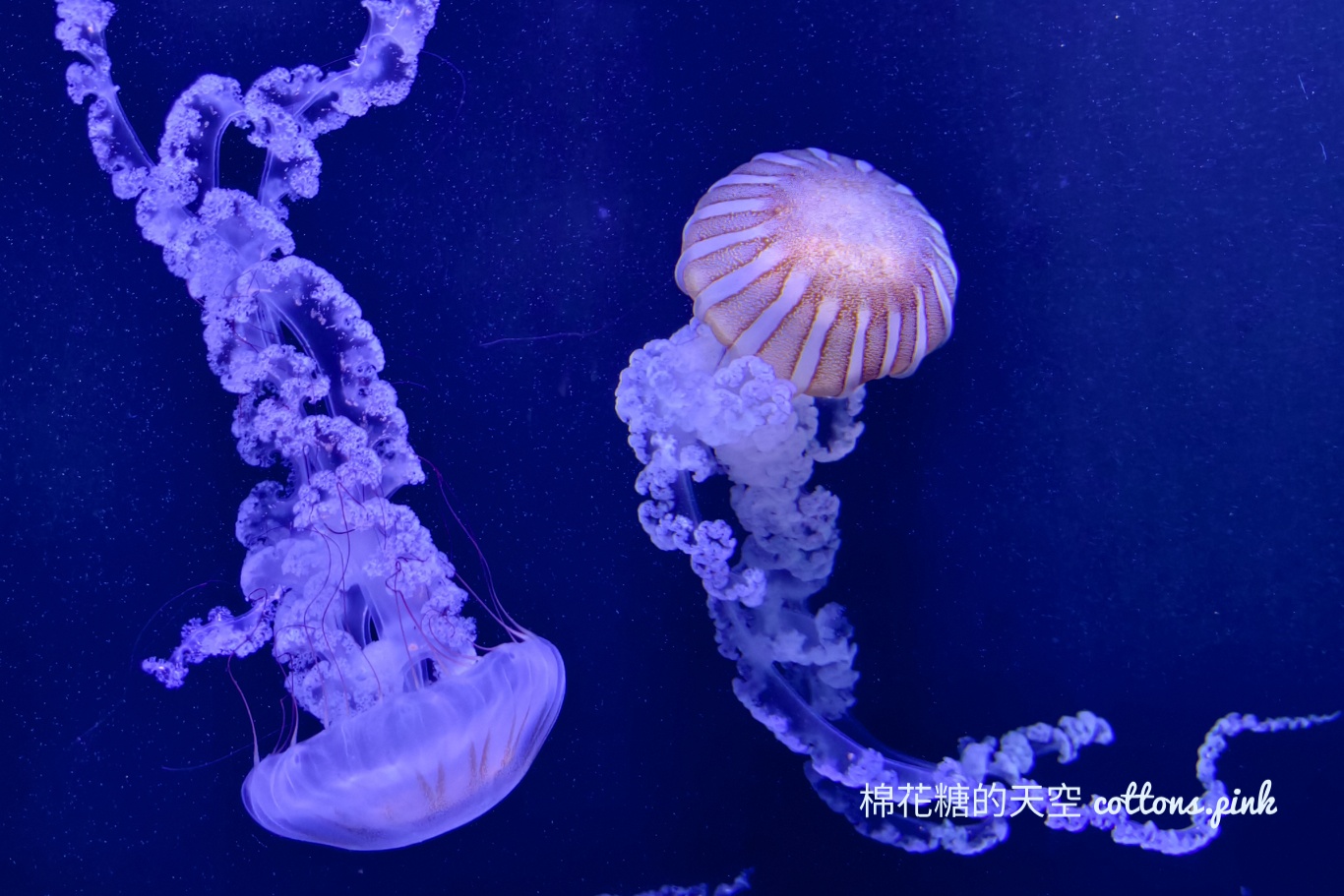 台中海洋館終於開幕啦！內部設備實拍超美水母區、黑潮之海搶先看