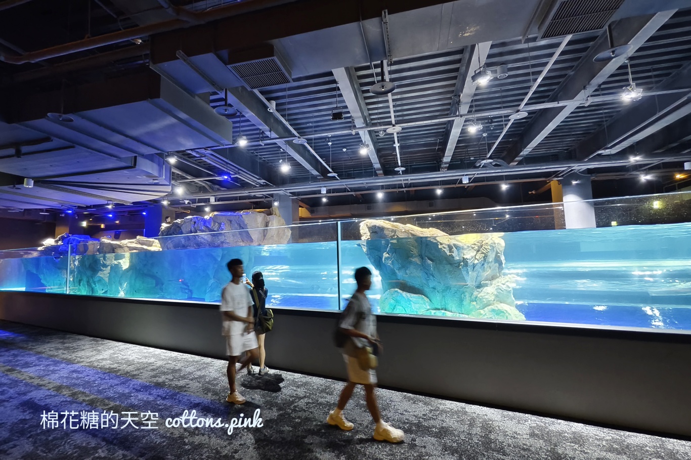 台中海洋館終於開幕啦！內部設備實拍超美水母區、黑潮之海搶先看