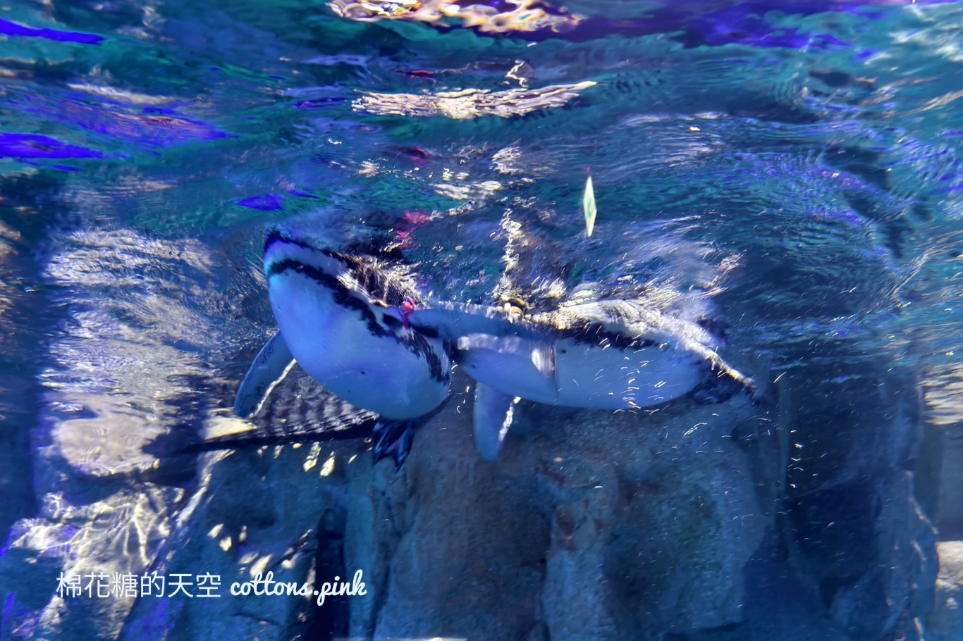 台中海洋館終於開幕啦！內部設備實拍超美水母區、黑潮之海搶先看