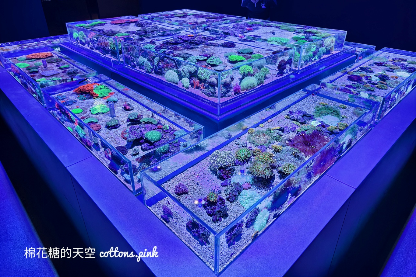 台中海洋館終於開幕啦！內部設備實拍超美水母區、黑潮之海搶先看
