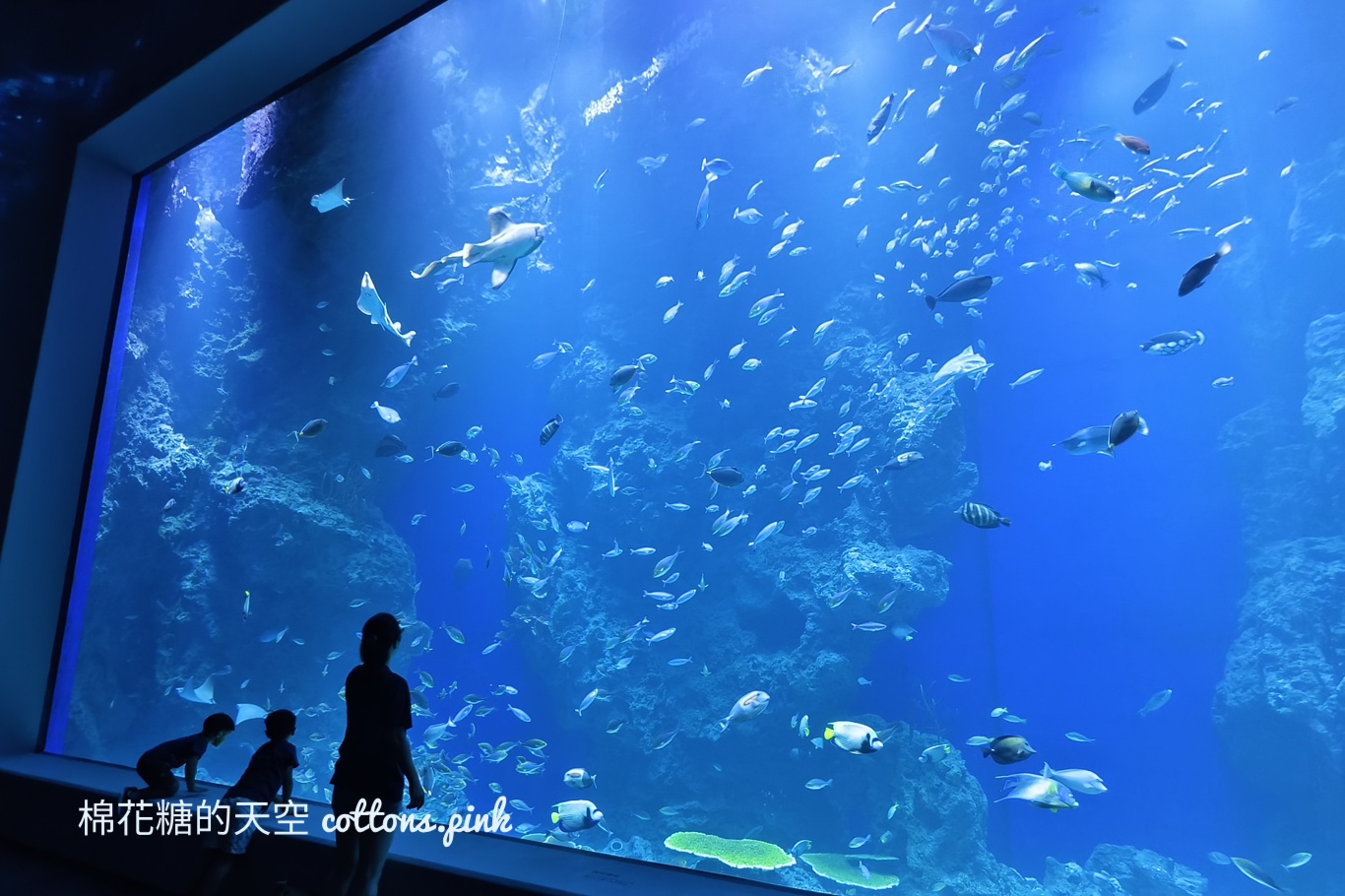 台中海洋館終於開幕啦！內部設備實拍超美水母區、黑潮之海搶先看