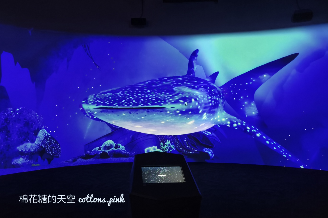 台中海洋館終於開幕啦！內部設備實拍超美水母區、黑潮之海搶先看