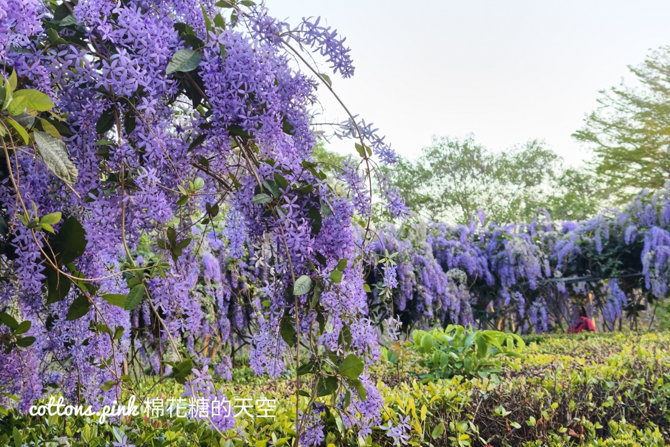 台中紫色花海秘境！大里塗城公園夢幻許願藤隧道爆紅