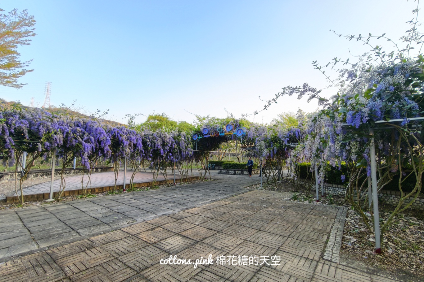 台中紫色花海秘境！大里塗城公園夢幻許願藤隧道爆紅
