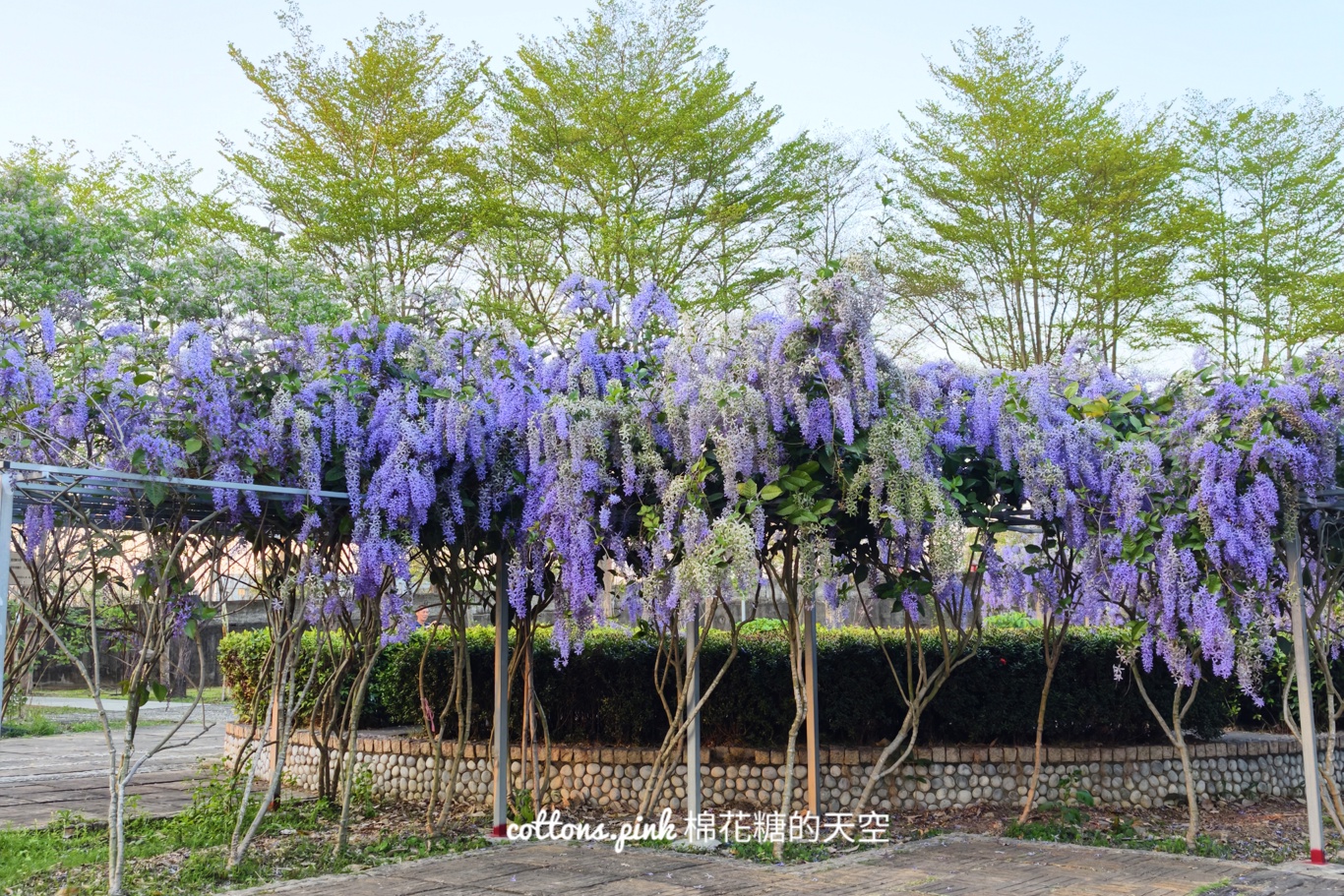 台中紫色花海秘境！大里塗城公園夢幻許願藤隧道爆紅
