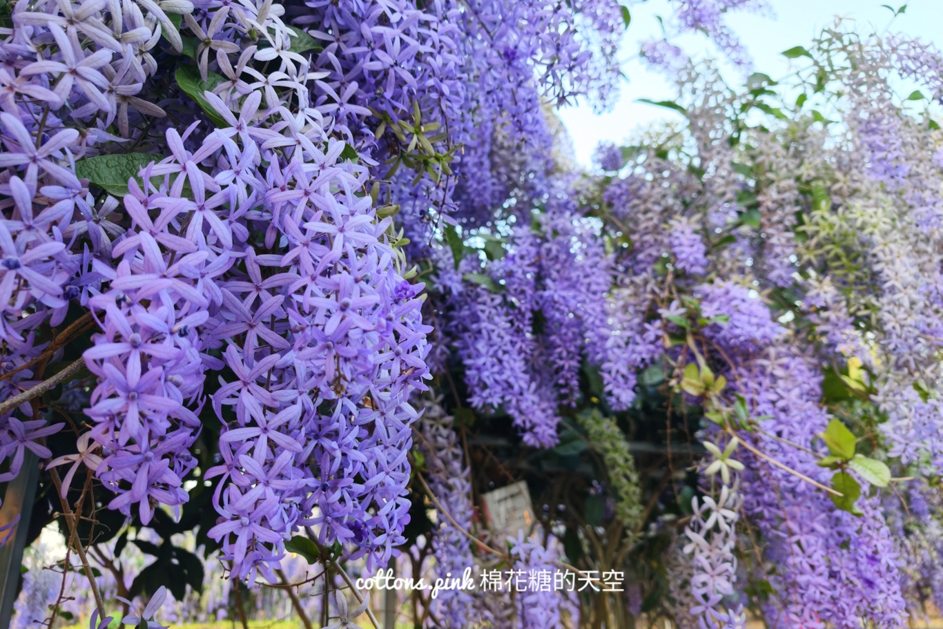 台中紫色花海秘境！大里塗城公園夢幻許願藤隧道爆紅
