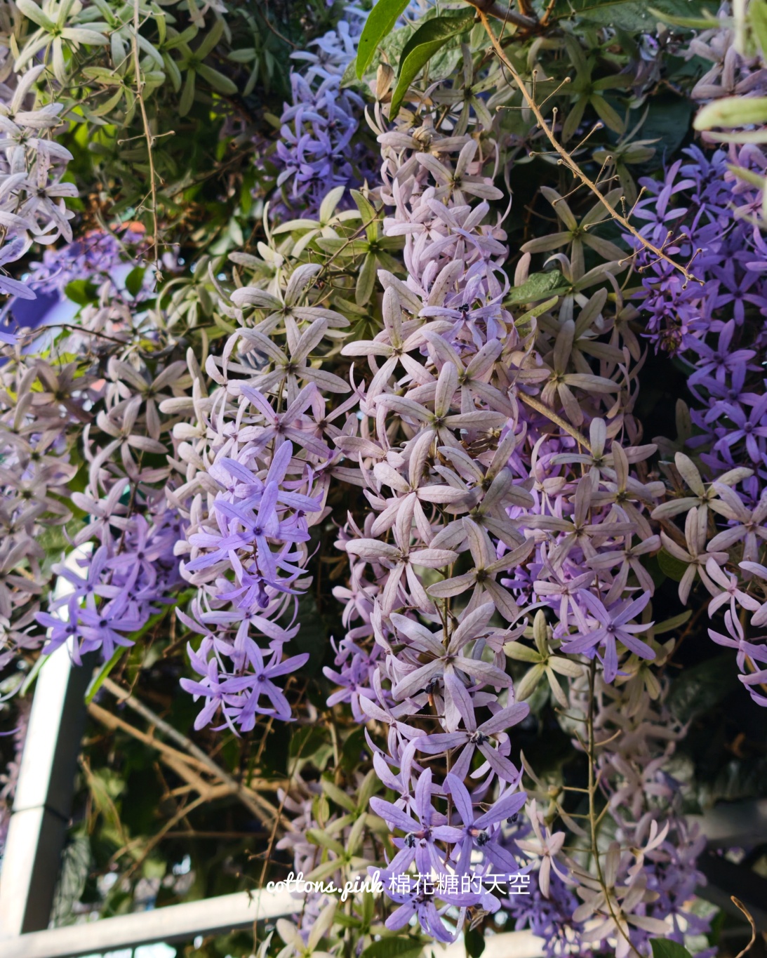 台中紫色花海秘境！大里塗城公園夢幻許願藤隧道爆紅