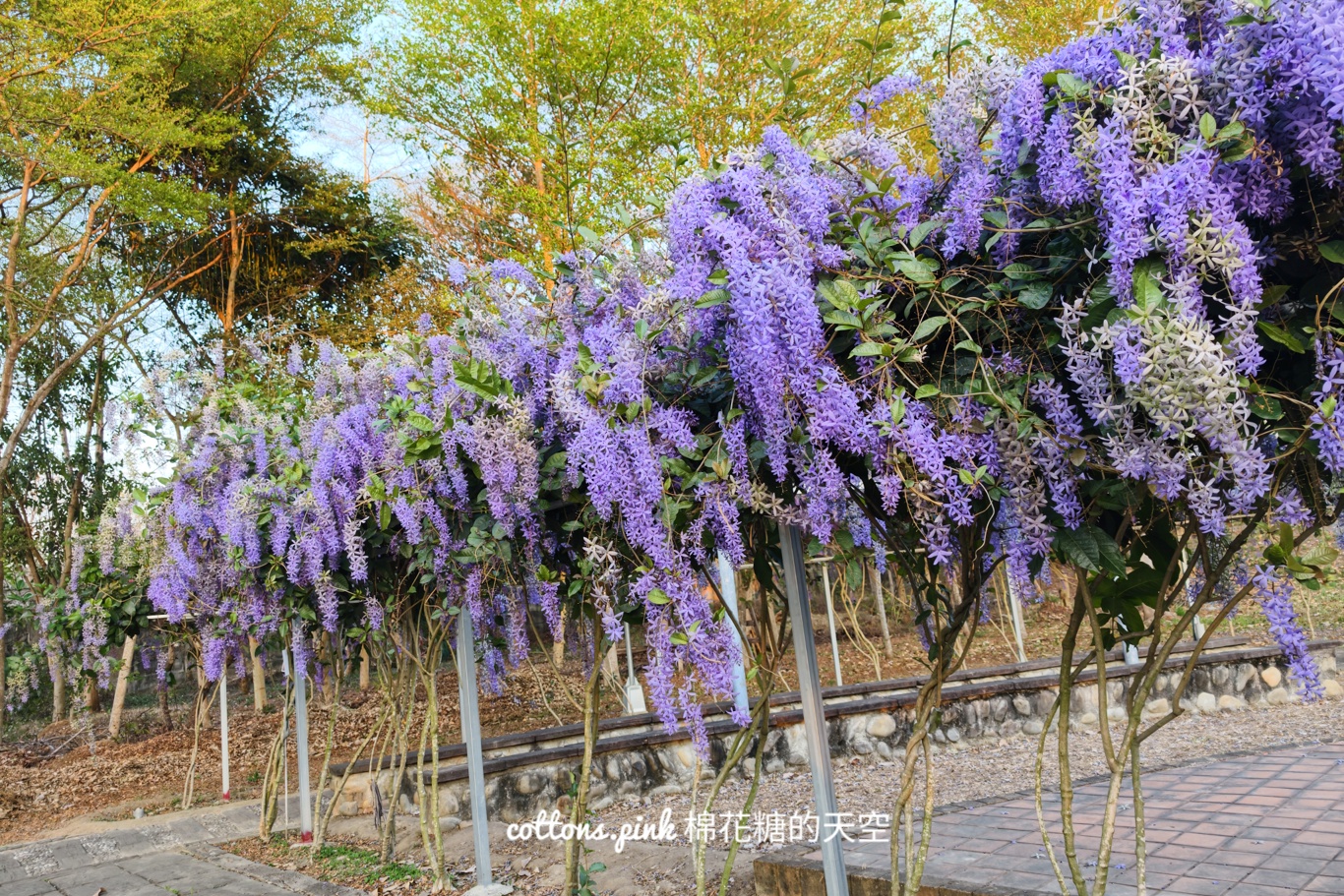 台中紫色花海秘境！大里塗城公園夢幻許願藤隧道爆紅