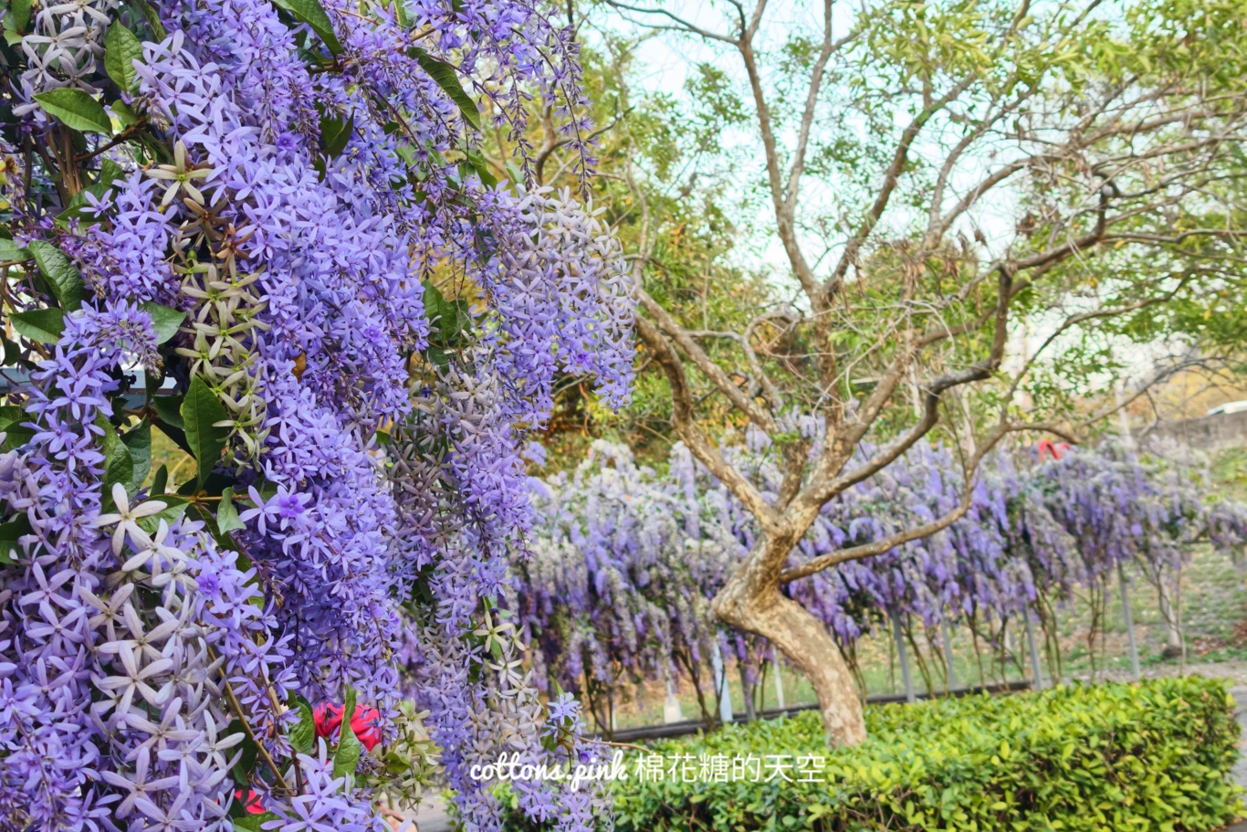 台中紫色花海秘境！大里塗城公園夢幻許願藤隧道爆紅