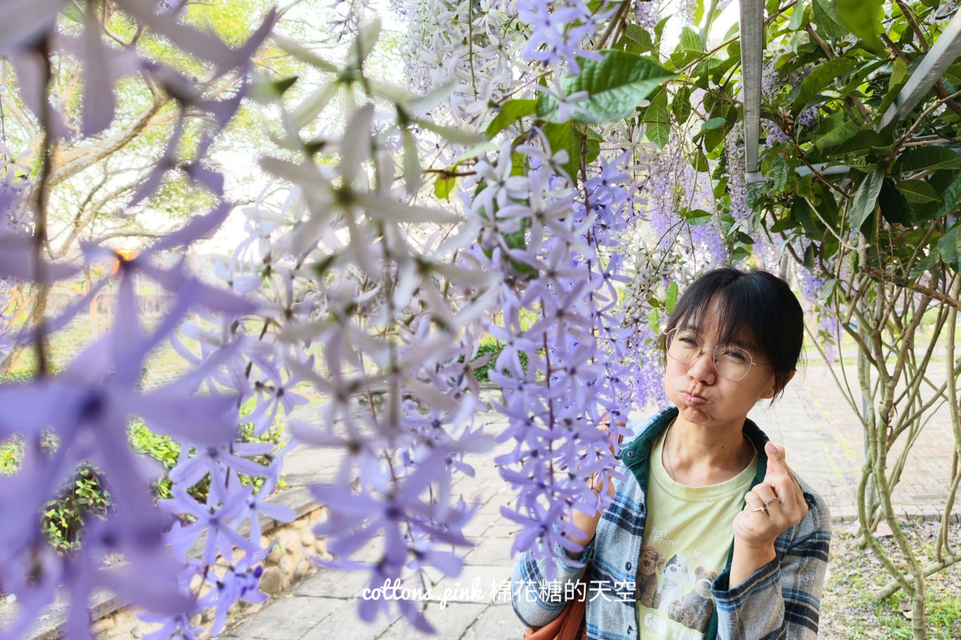 台中紫色花海秘境！大里塗城公園夢幻許願藤隧道爆紅