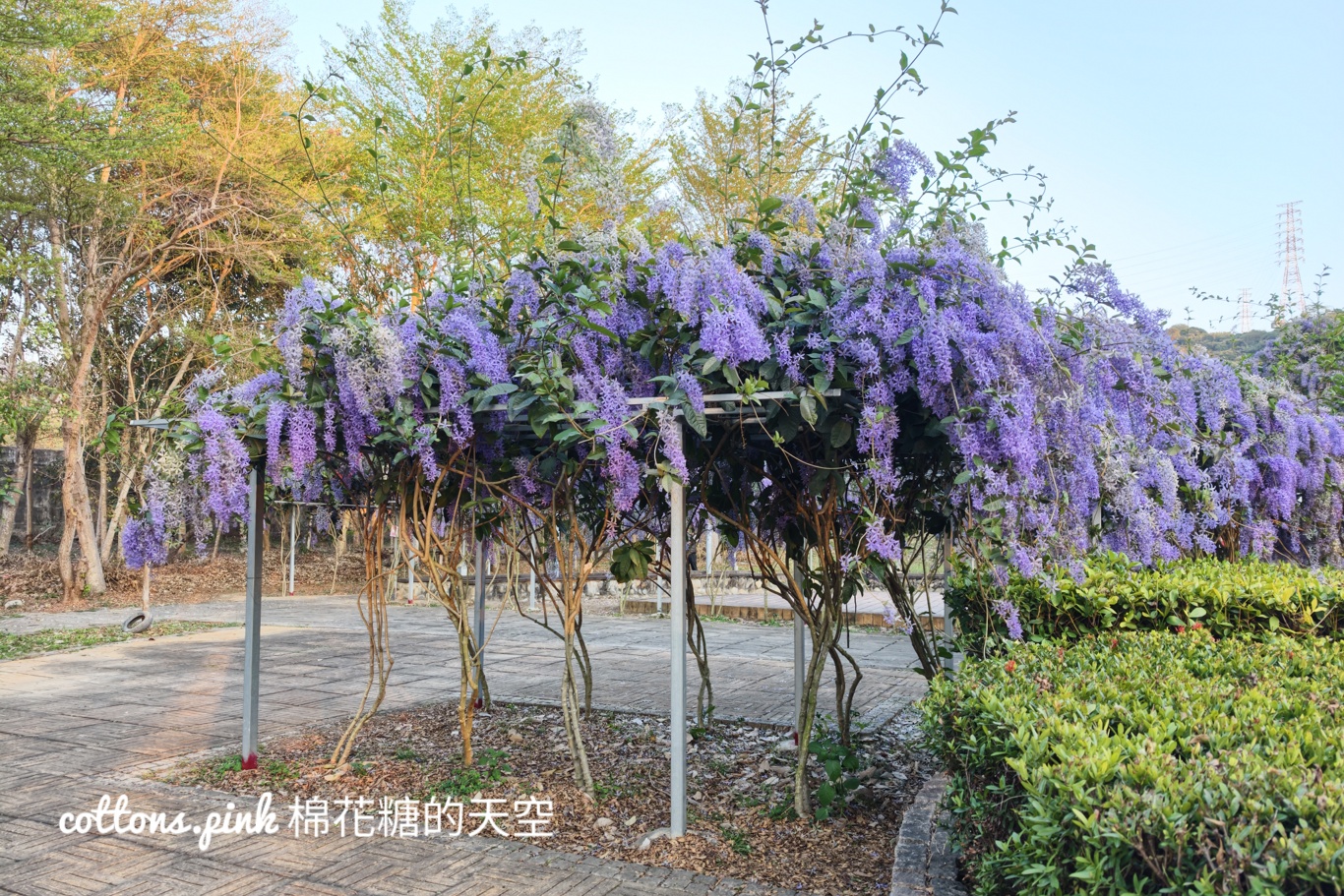 台中紫色花海秘境！大里塗城公園夢幻許願藤隧道爆紅