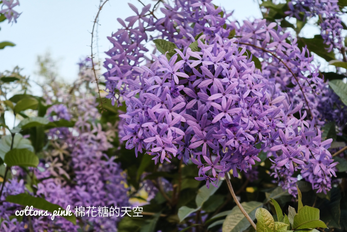 台中紫色花海秘境！大里塗城公園夢幻許願藤隧道爆紅