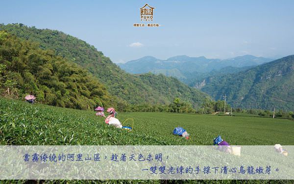 山果紅介紹