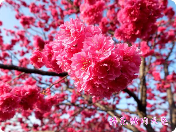 00櫻花特寫