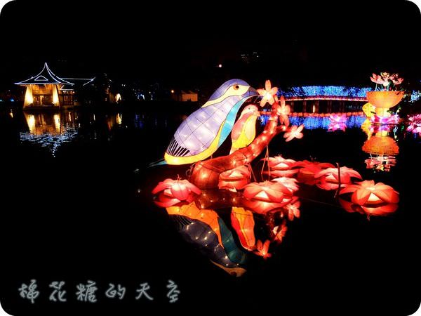00水中鳥兒3.JPG