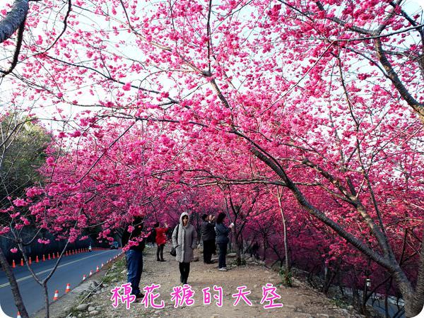 00櫻花隧道