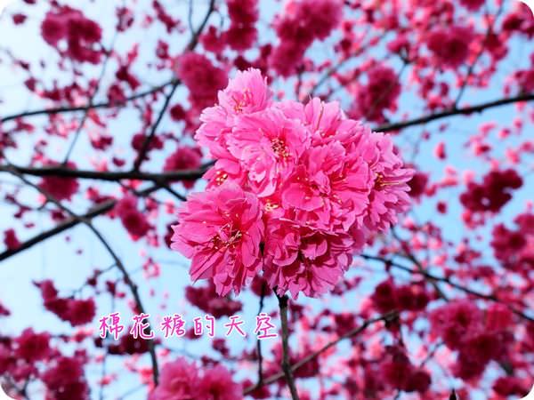 00櫻花特寫2