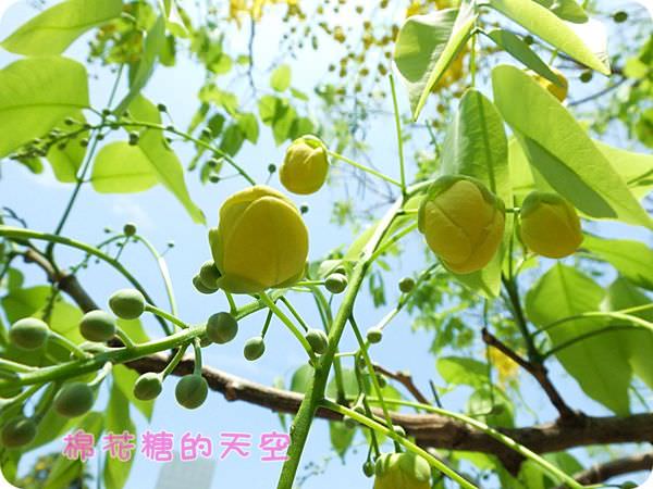 00中興大學近7.JPG