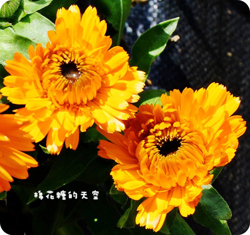 01金盞花田9.JPG