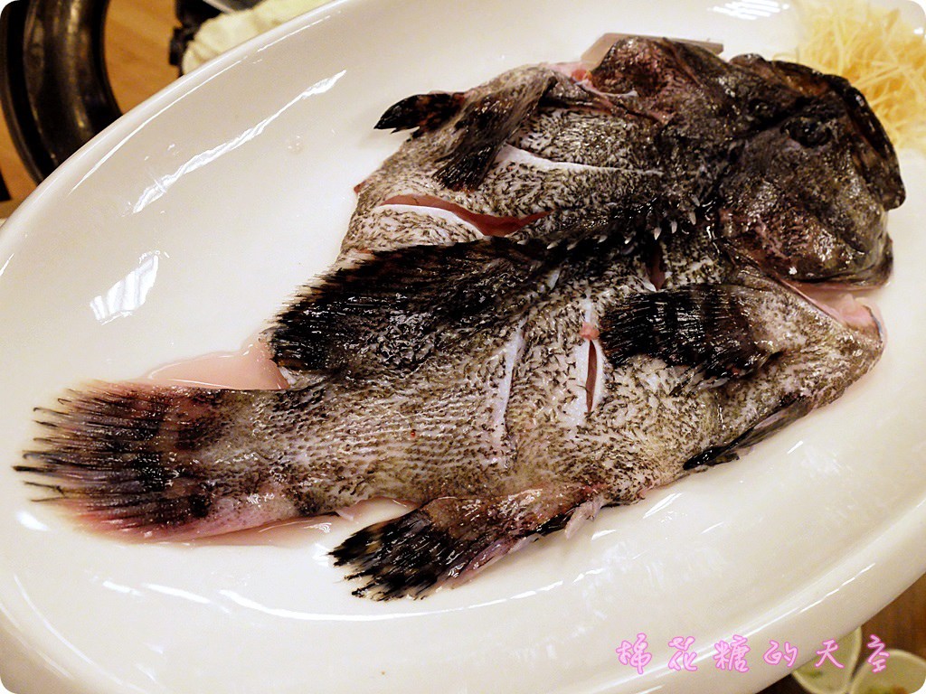 00虎斑.JPG 00虎斑.JPG
