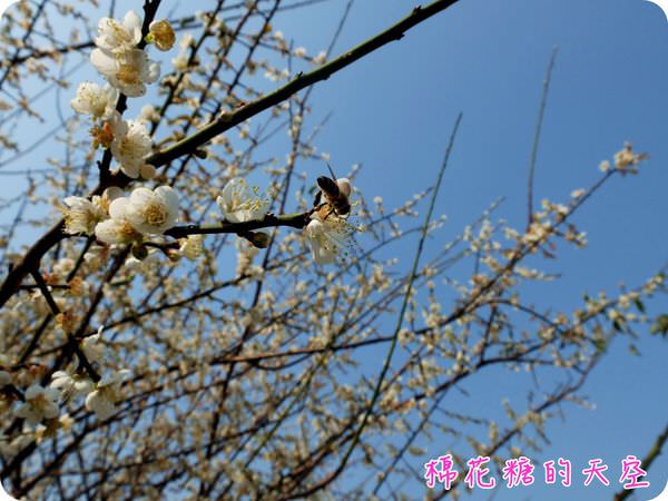 00梅花小蜜蜂3