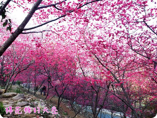 00櫻花天空2