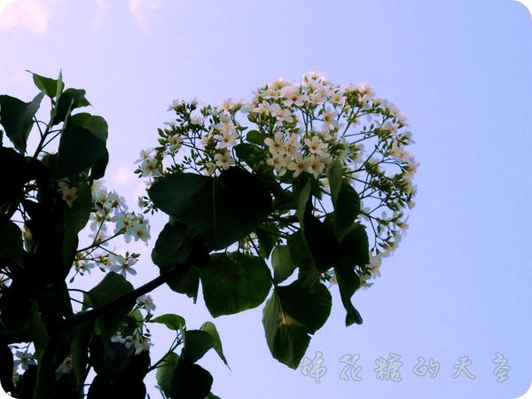 00近拍4.JPG