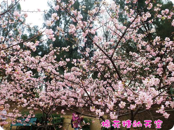 00櫻花棉花糖