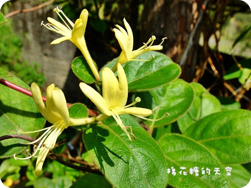 01金盞花田12.JPG