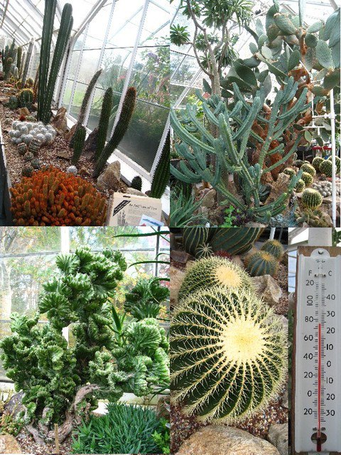 我在西雅圖~Volunteer Park 溫室 & Olympic Sculpture Park