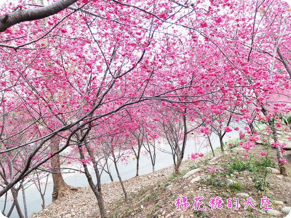 00櫻花波4
