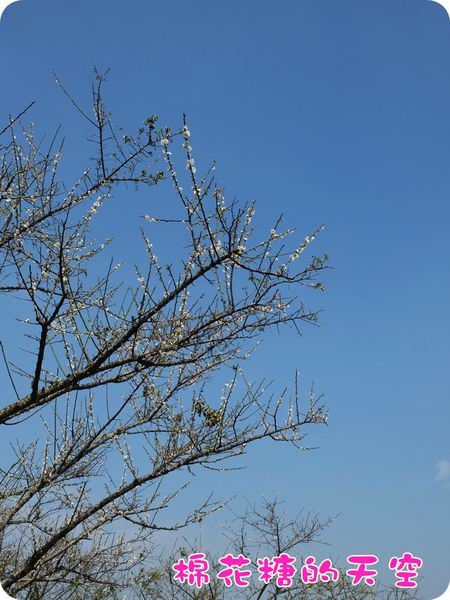 00梅山梅花12
