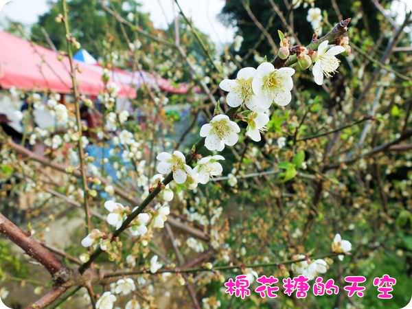 00梅山梅花5