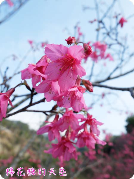 00櫻花獨照 00櫻花獨照