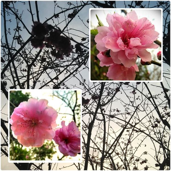 櫻花