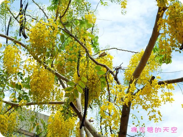 00國小旁4.JPG