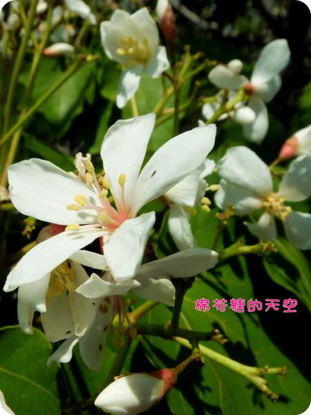 00近拍8.JPG