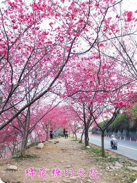 00櫻花隧道2