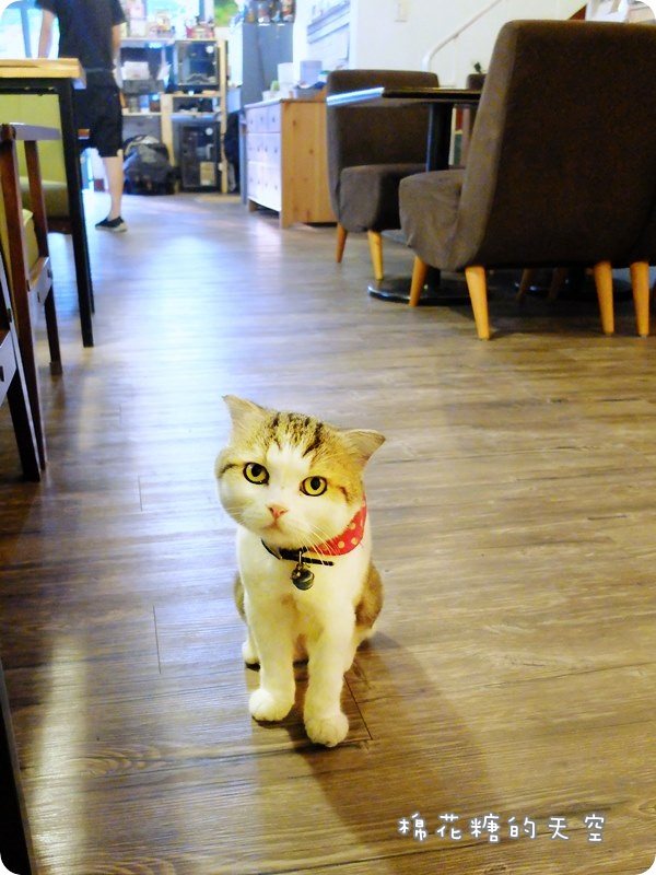 00店貓5.JPG