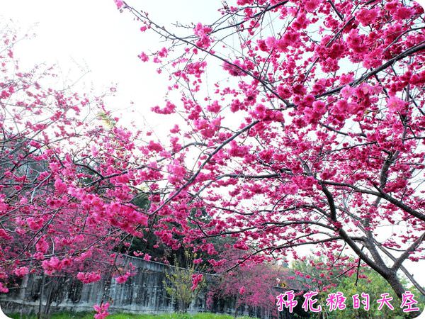 00櫻花天空